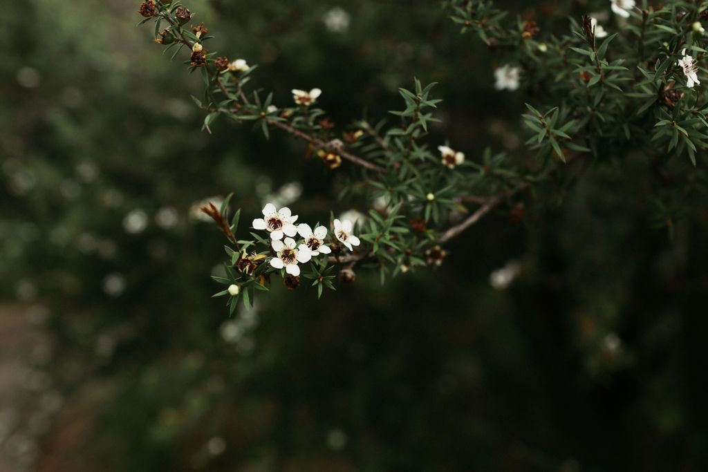 A detailed close-up of delicate white manuka flowers blooming on a branch against a blurred green background.