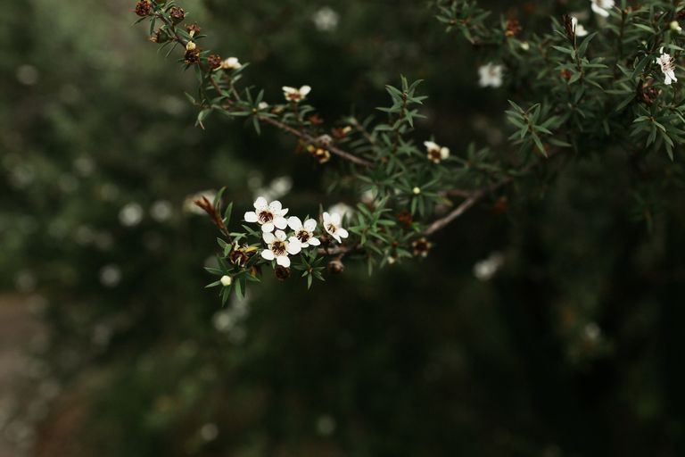 A detailed close-up of delicate white manuka flowers blooming on a branch against a blurred green background.