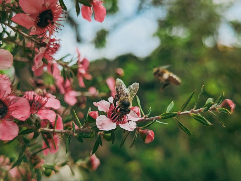 Close-up of a bee pollinating pink blossoms on a tree branch during spring.