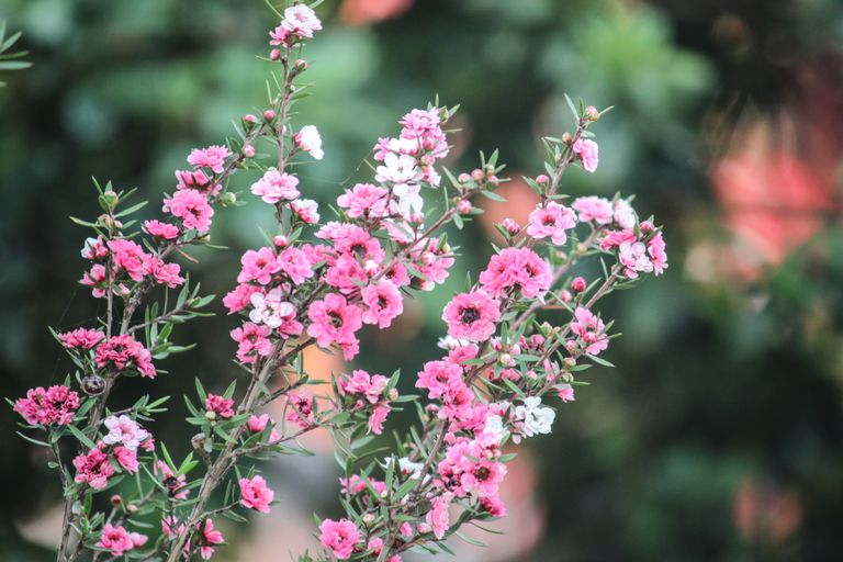 Close-up of vibrant pink flowers blooming outdoors against a blurred green background.