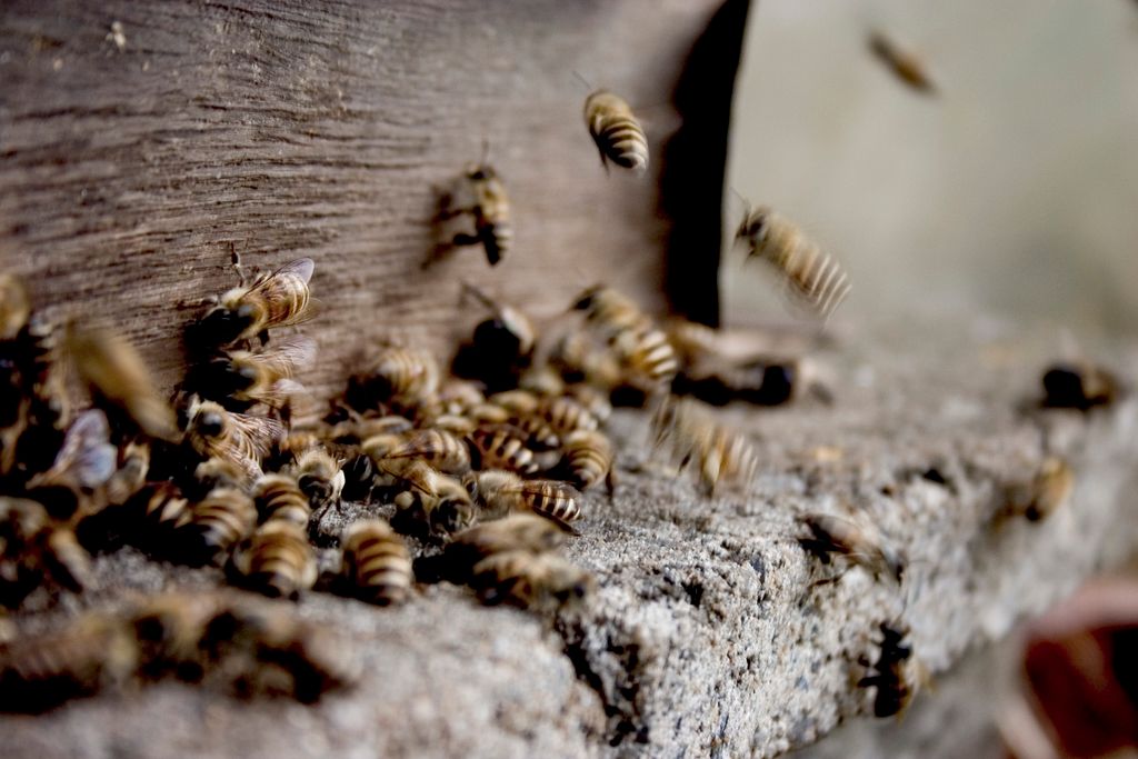 Bees with black and yellow bodies flying and working together to make honey in hive