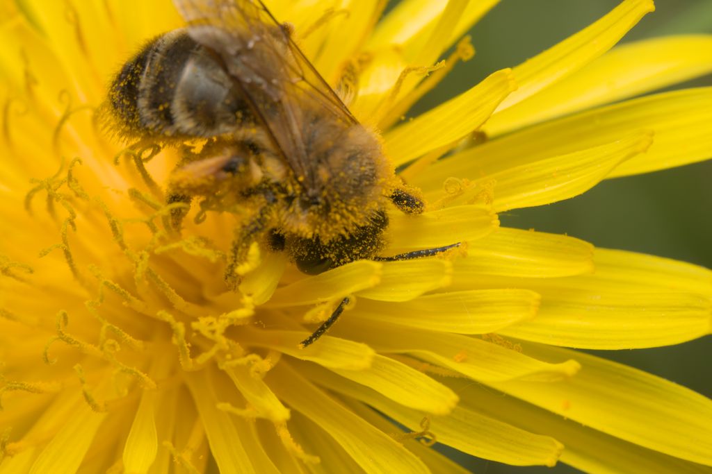 Close-up of a bumblebee collecting pollen on a blooming dandelion flower, showcasing nature's beauty.