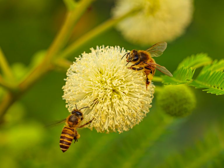 Close-up of two honey bees gathering nectar and pollen from a white blossom flower in a lush green setting.