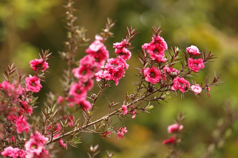 Close-up of vibrant pink Manuka flowers in full bloom against a natural backdrop.