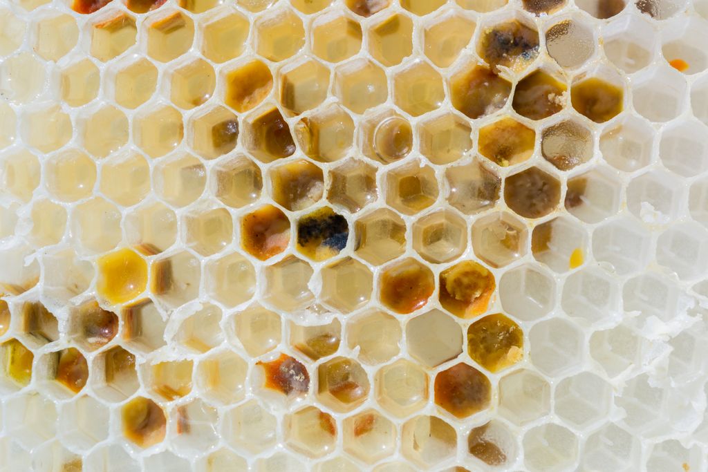 Detailed macro image of a honeycomb filled with nectar, showcasing natural hexagonal patterns.