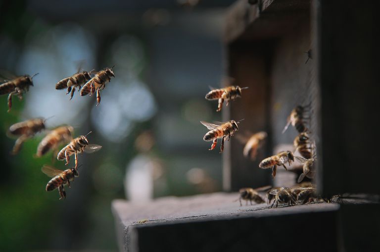 Detailed shot of honey bees entering a hive, showcasing natural behavior and pollination.