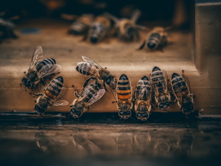 هل الرطوبة تؤثر على جودة العسل؟