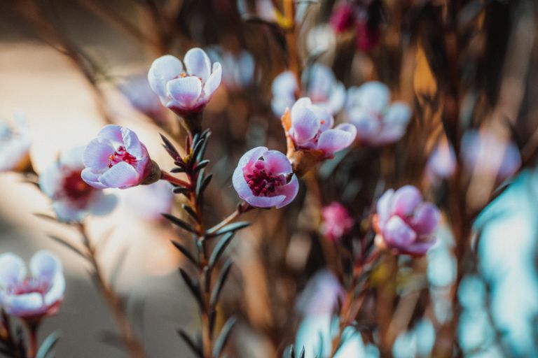 Vibrant close-up of delicate pink flowers blooming in spring with a soft focus background.