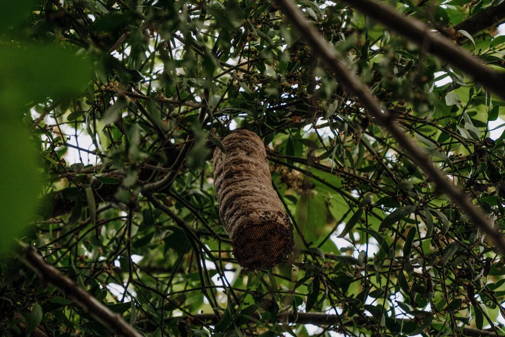 A detailed shot of a bird's nest hanging amidst lush tree branches outdoors.
