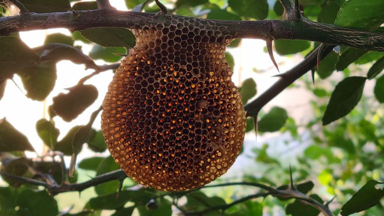 A detailed view of a honeycomb on a tree branch amidst green foliage in Thailand.