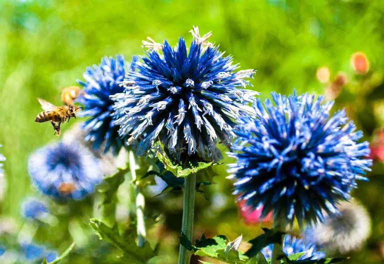 A honey bee approaches bright blue cornflowers in a sunny garden, showcasing nature's beauty.