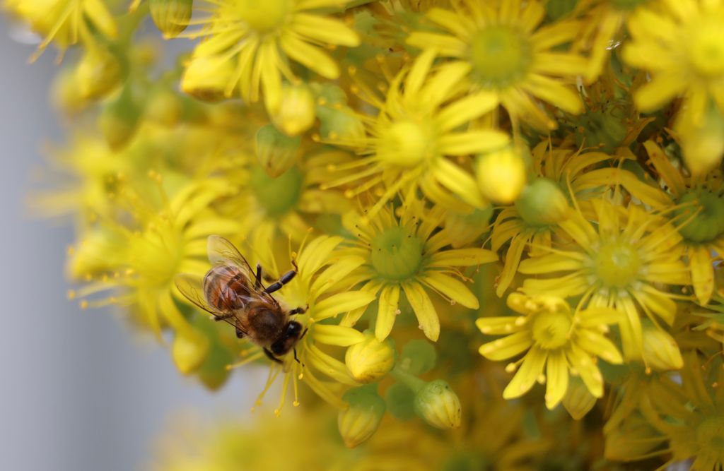 A macro shot of a honey bee pollinating vibrant yellow flowers, highlighting nature's beauty.