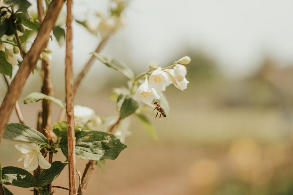 A serene image of a bee pollinating white jasmine flowers in a garden setting, capturing nature's beauty.