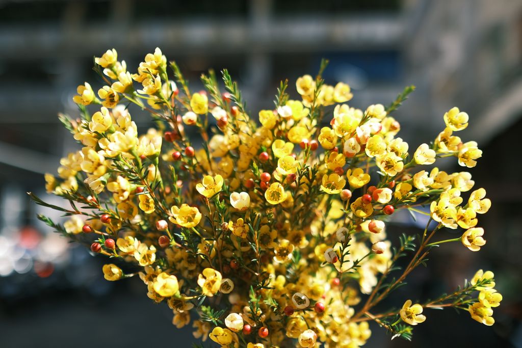A vivid bouquet of yellow waxflowers against a blurred urban backdrop, showcasing nature's beauty in a city setting.