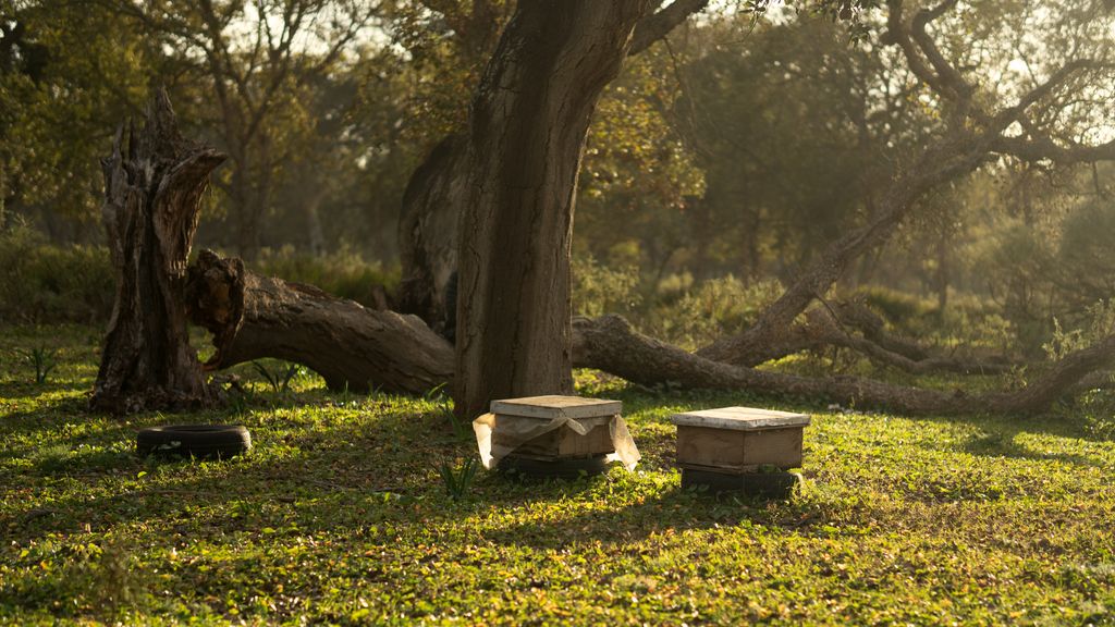 Beekeeping hives placed outdoors in autumn forest, capturing evening light.