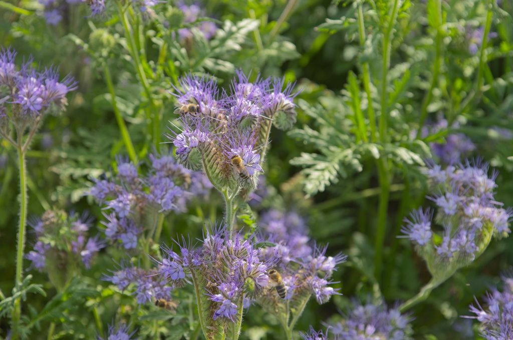Bees collecting nectar from vibrant purple flowers in a lush green field.