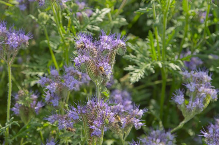 Bees collecting nectar from vibrant purple flowers in a lush green field.