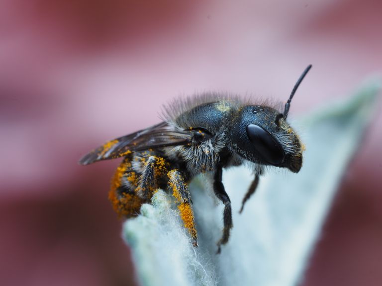 Close-up image of a bee covered in pollen on a flower. Perfect for nature enthusiasts and education.