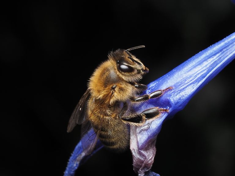 Close-up image of a honey bee perched on a vibrant blue flower petal against a dark background.