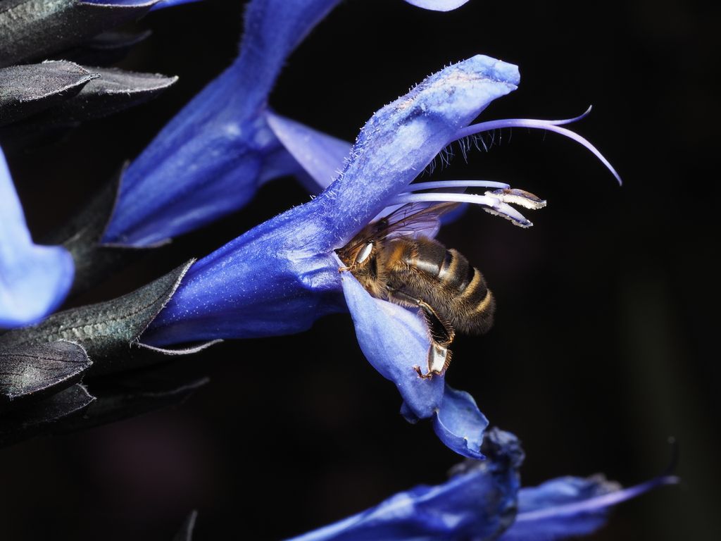 Close-up macro photograph capturing a honey bee pollinating a vivid blue salvia flower in an outdoor garden setting.