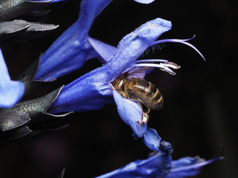 Close-up macro photograph capturing a honey bee pollinating a vivid blue salvia flower in an outdoor garden setting.