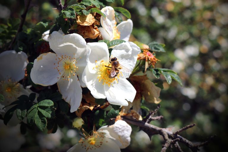 Close-up of a bee collecting pollen from white blossoms in springtime.