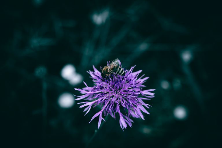 Close-up of a bee on a vibrant purple wildflower against a dark blurred background, showcasing nature's beauty.