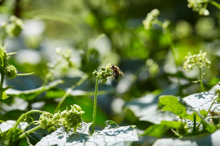 Close-up of a bee pollinating flowers surrounded by vibrant green leaves outdoors.