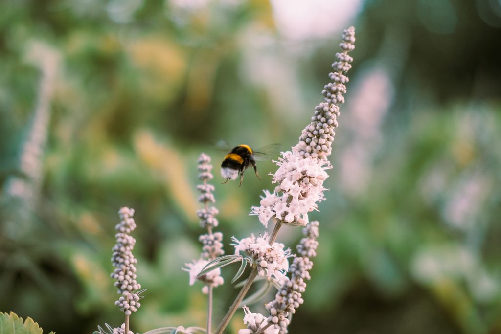 Close-up of a bumblebee in flight near white flowers with a blurred natural background.