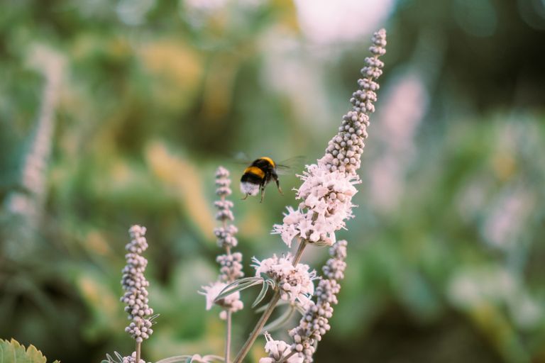 Close-up of a bumblebee in flight near white flowers with a blurred natural background.
