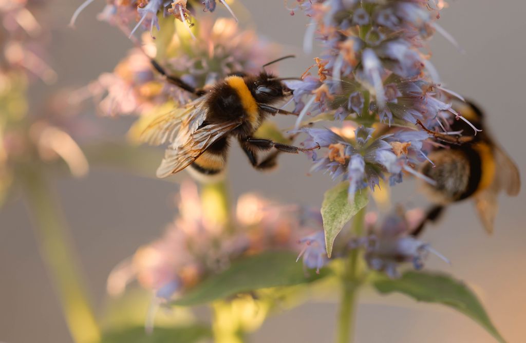 Close-up of a bumblebee pollinating a vibrant flower, demonstrating nature's delicate beauty.