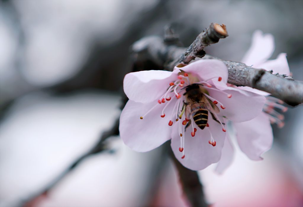 Detailed macro shot of a bee pollinating a delicate pink cherry blossom in spring.