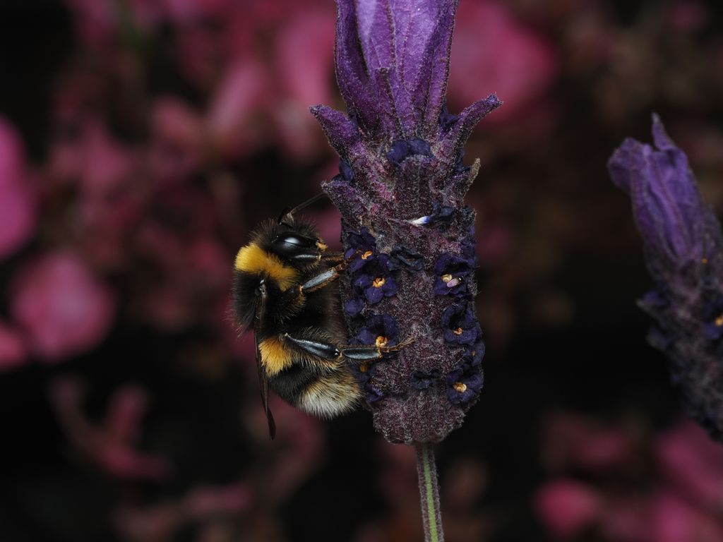 Detailed macro shot of a bumblebee pollinating a vibrant purple lavender flower.
