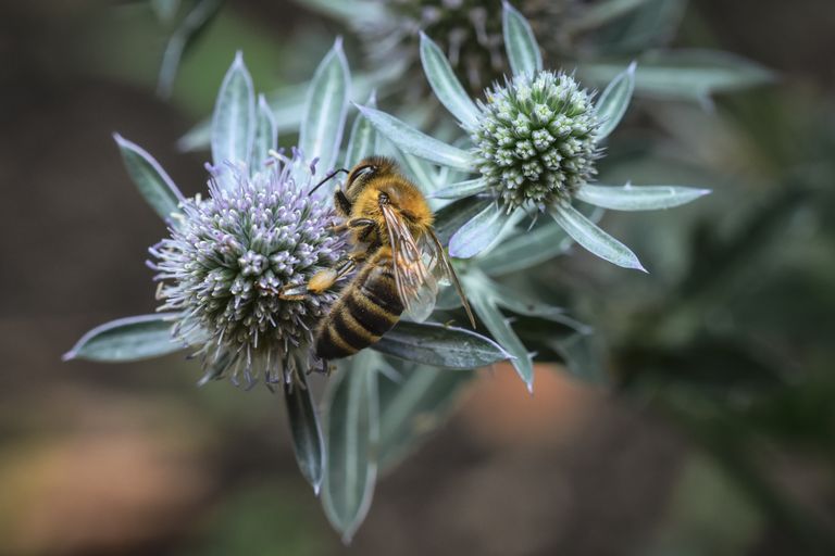 Detailed macro shot of a honeybee collecting pollen from a vibrant thistle flower, emphasizing pollination.