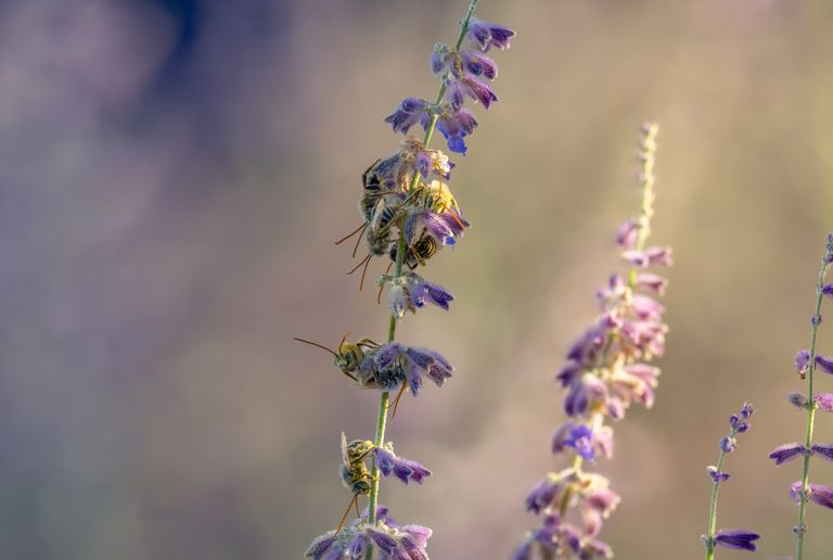 Longhorn bees gathering nectar from lavender flowers in soft morning light.