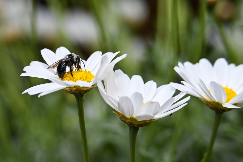 Macro shot of a bee collecting nectar from white daisies in a vibrant garden setting.