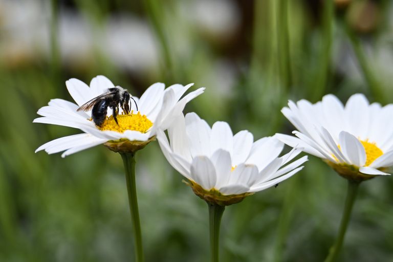 Macro shot of a bee collecting nectar from white daisies in a vibrant garden setting.