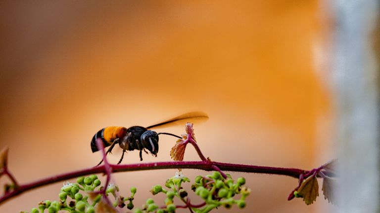 Macro shot of a bee pollinating a flower branch in Vũng Tàu, Vietnam.