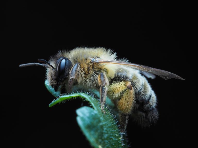 Macro shot of a bee resting on a green leaf with a dark background, showcasing its details.