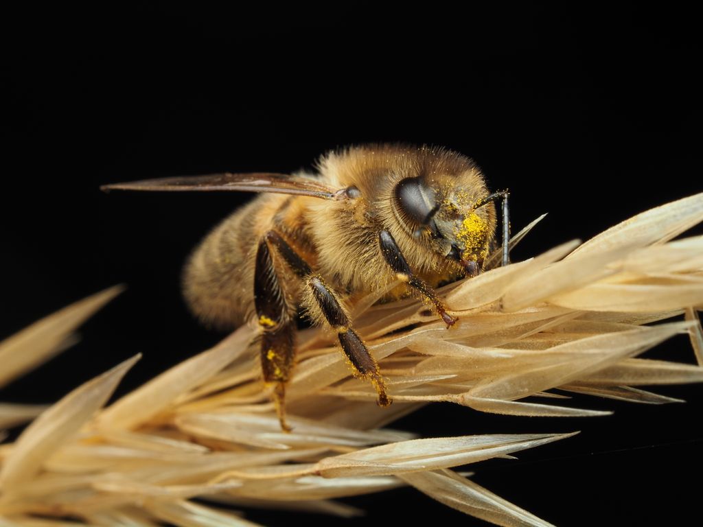 Macro shot of a honeybee collecting pollen from a wheat ear against a black background.