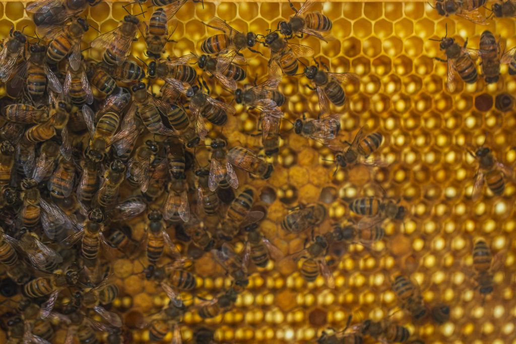 Macro shot of honey bees busy on a golden honey comb. Perfect for nature and biodiversity themes.